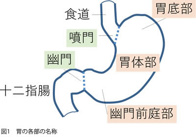 図1　胃の各部の名称