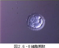 図2.6-8細胞期胚