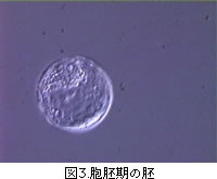 図3.胞胚期の胚